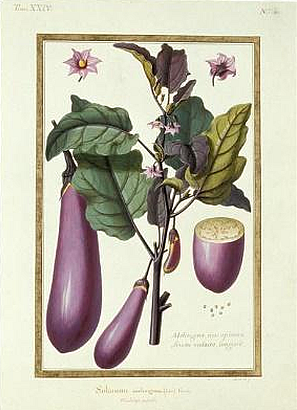 Solanum macrocarpon L . ) and Scarlet ( Solanum aethiopicum L . )